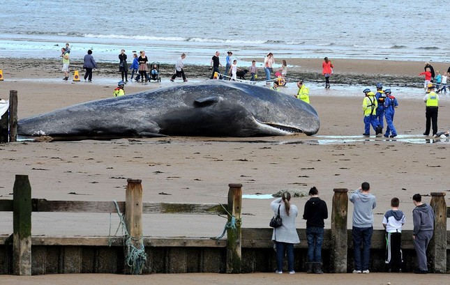 Cá voi khổng lồ 20 tấn chết vì mắc cạn ảnh 4