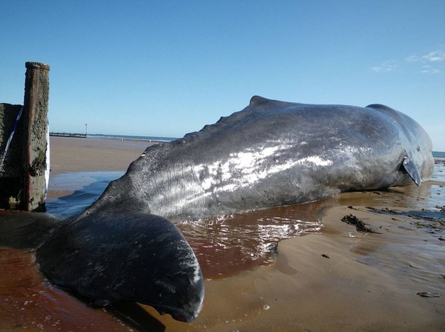 Cá voi khổng lồ 20 tấn chết vì mắc cạn ảnh 6