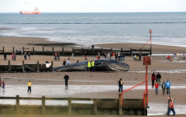Cá voi khổng lồ 20 tấn chết vì mắc cạn ảnh 3