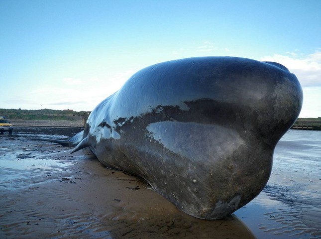 Cá voi khổng lồ 20 tấn chết vì mắc cạn ảnh 5