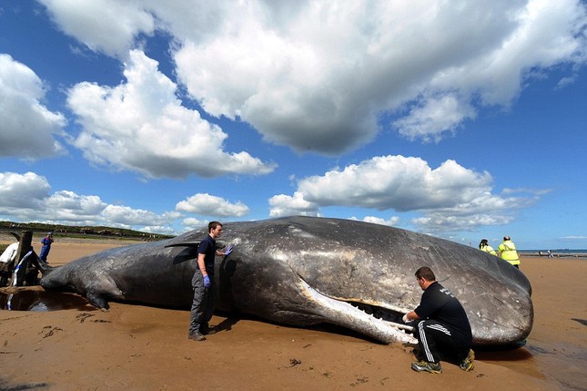 Cá voi khổng lồ 20 tấn chết vì mắc cạn ảnh 1