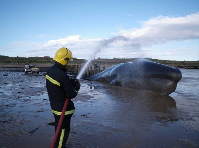 Cá voi khổng lồ 20 tấn chết vì mắc cạn ảnh 7