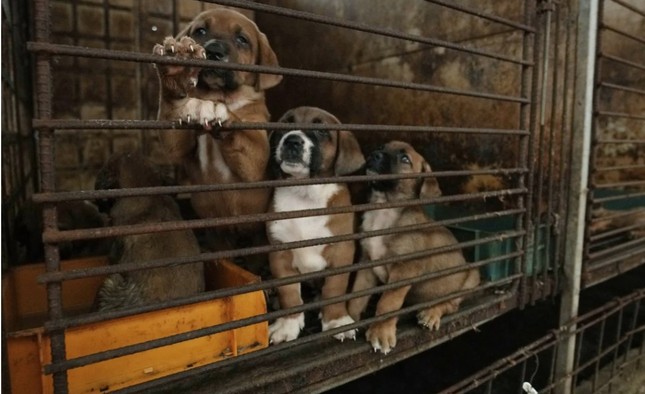 Nông dân Hàn Quốc dọa thả 2 triệu con chó trước văn phòng tổng thống ảnh 1