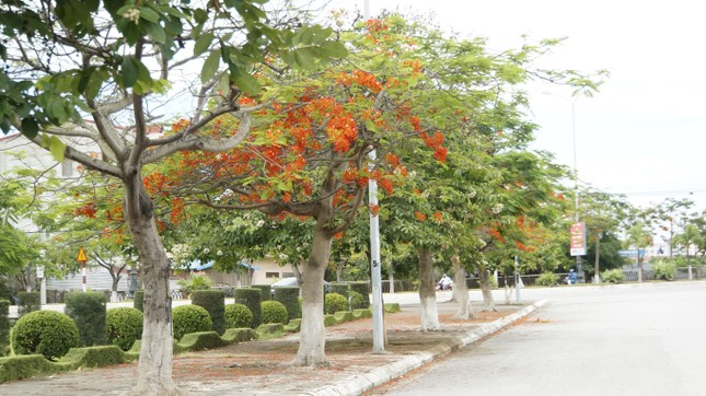 Rực rỡ con đường hoa phượng ở Hải Phòng: Chụp vội cũng có ảnh check-in tuyệt đẹp ảnh 1