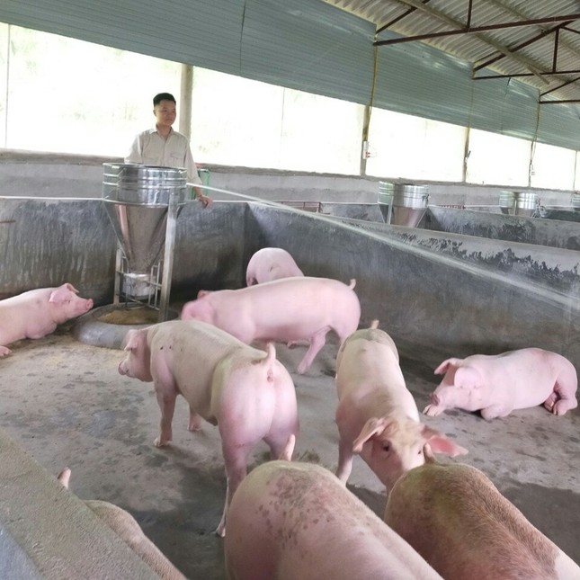 Cất tấm bằng đại học, chàng trai rời thành phố về quê mở trang trại “tiền tỷ“ ảnh 1