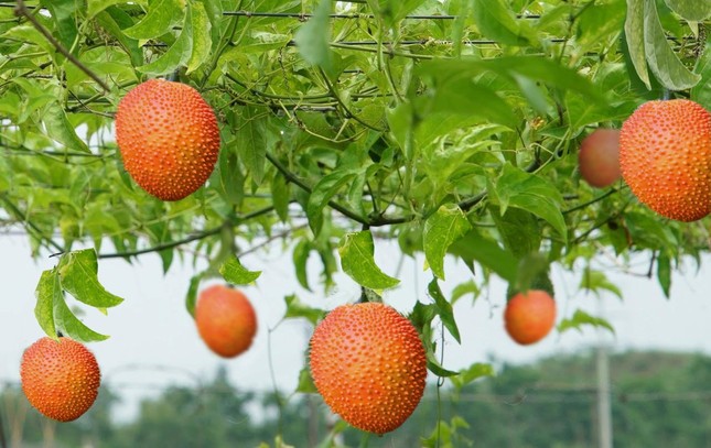 Doanh nhân Thái Hương lấn sân lĩnh vực đồ uống, đánh thức ngành thảo dược ảnh 1