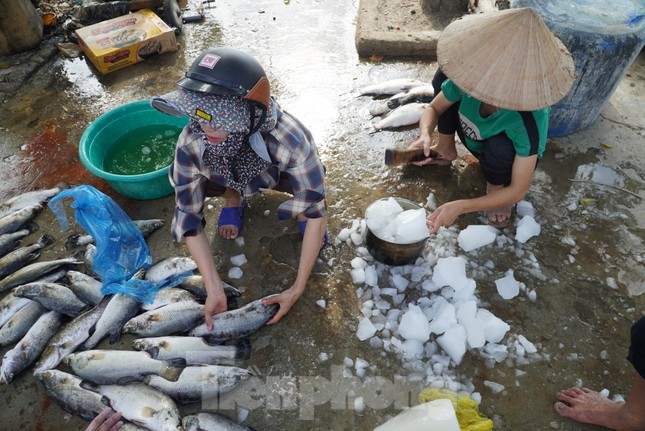 Nguyên nhân hơn 50 tấn cá lồng bè chết trắng, người nuôi thất thu hàng tỉ đồng ảnh 7