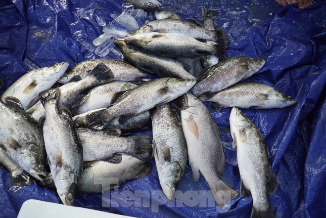 Nguyên nhân hơn 50 tấn cá lồng bè chết trắng, người nuôi thất thu hàng tỉ đồng ảnh 5