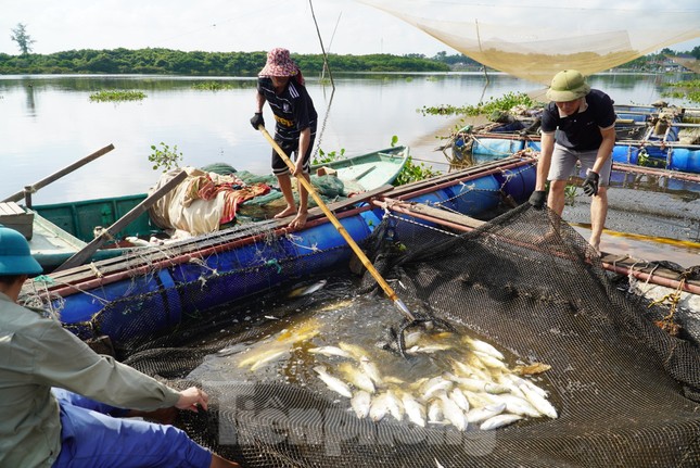 Nguyên nhân hơn 50 tấn cá lồng bè chết trắng, người nuôi thất thu hàng tỉ đồng ảnh 4