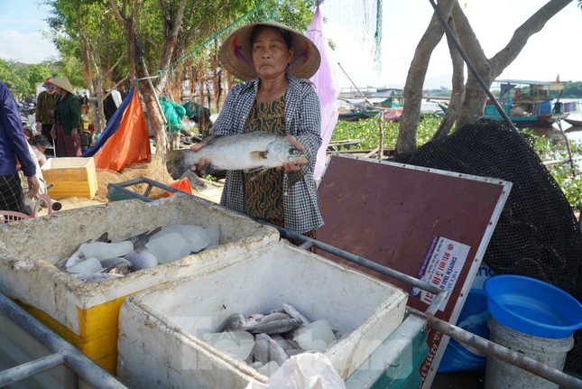 Nguyên nhân hơn 50 tấn cá lồng bè chết trắng, người nuôi thất thu hàng tỉ đồng ảnh 6