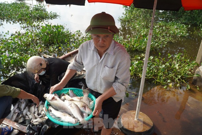 Nguyên nhân hơn 50 tấn cá lồng bè chết trắng, người nuôi thất thu hàng tỉ đồng ảnh 8