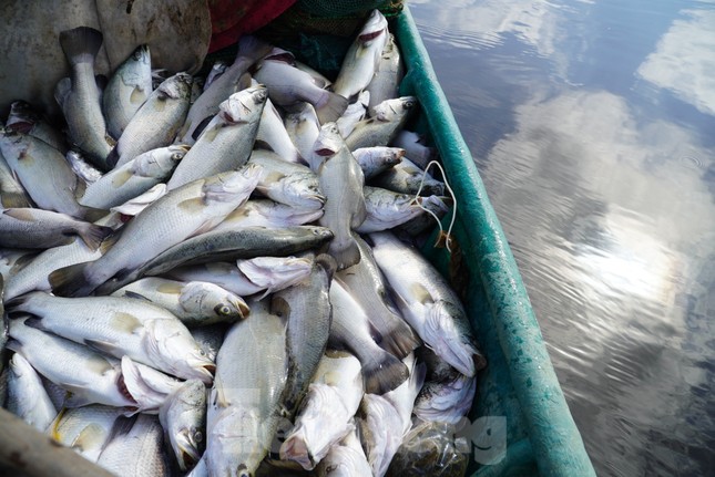 Nguyên nhân hơn 50 tấn cá lồng bè chết trắng, người nuôi thất thu hàng tỉ đồng ảnh 11