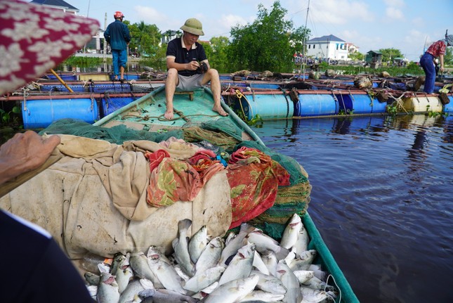 Nguyên nhân hơn 50 tấn cá lồng bè chết trắng, người nuôi thất thu hàng tỉ đồng ảnh 3
