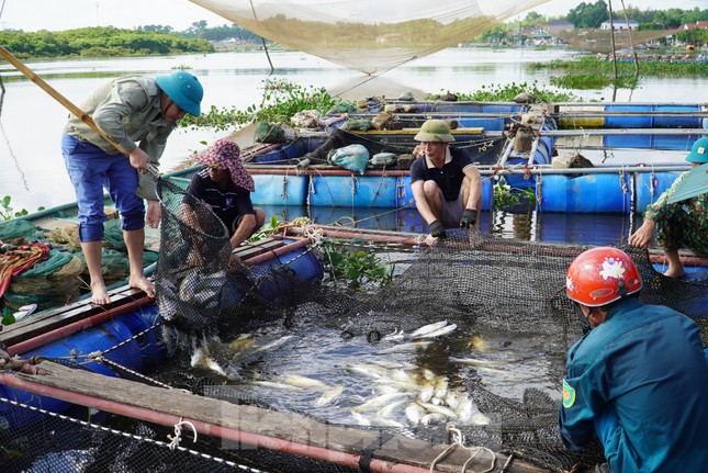 Nguyên nhân hơn 50 tấn cá lồng bè chết trắng, người nuôi thất thu hàng tỉ đồng ảnh 1