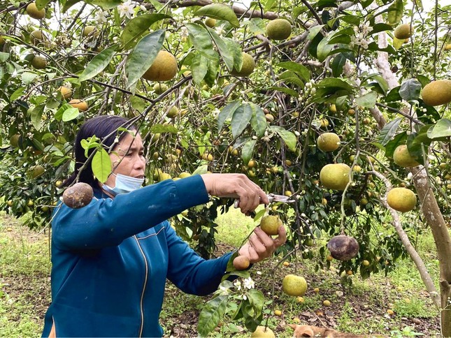 Đặc sản quýt Nghệ An bán rẻ như cho vẫn không ai mua ảnh 2