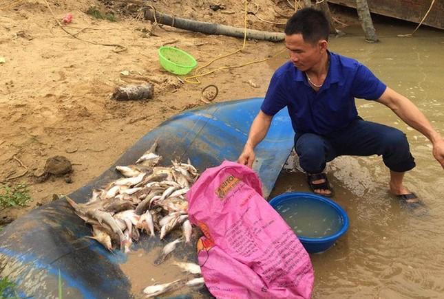 Cá chết trắng xoá bất thường trên sông Con: Nghi do nguồn nước lạ? ảnh 1