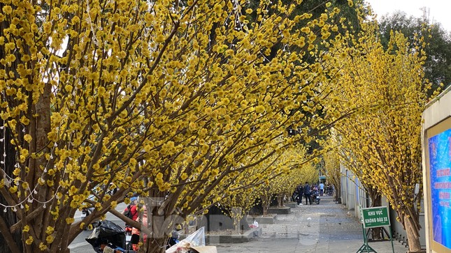Có một ngày Tết thôn quê giữa lòng Sài Gòn ảnh 3