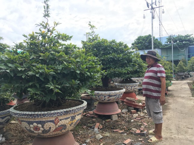 Mai tết nở sớm, nhà vườn 'khóc ròng' ảnh 8