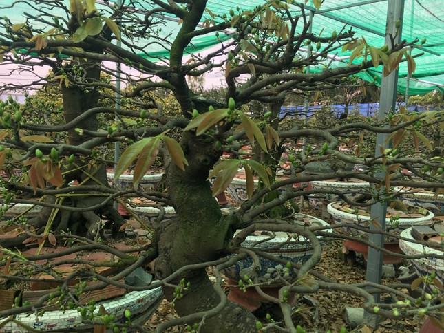 Mai tết nở sớm, nhà vườn 'khóc ròng' ảnh 7
