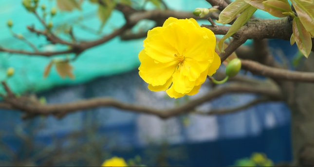 Mai tết nở sớm, nhà vườn 'khóc ròng' ảnh 6