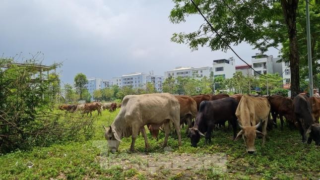 Hà Nội lên tiếng về 'siêu' đô thị Thanh Hà - Cienco 5 chưa được cấp phép xây dựng ảnh 1