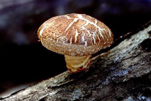 Những thực phẩm 'cực quen' dễ gây ngộ độc, thậm chí mất mạng ảnh 4