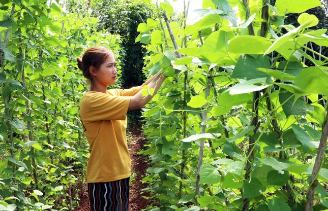 Khởi Nghiệp Thành Công Với Nghề Trồng Rau Quả Hữu Cơ Ở Các Buôn Làng Ảnh 6