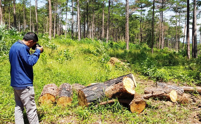 Rừng bị phá nát sau khi 2 hộ dân “bao thầu” quản lý hơn 200 ha ảnh 2
