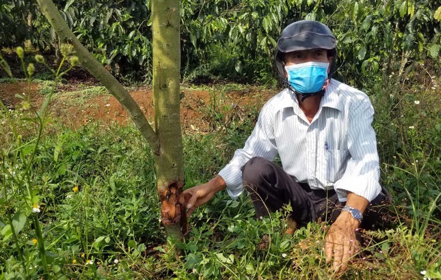Liên tiếp xảy ra trộm cắp, hủy hoại vườn cây khiến dư luận hoang mang ảnh 3