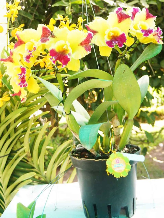 Đà Lạt: Lần đầu tiên Hội hoa xuân mở cửa ban đêm ảnh 3