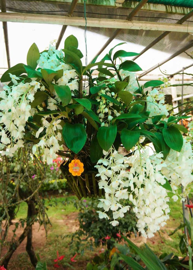 Đà Lạt: Lần đầu tiên Hội hoa xuân mở cửa ban đêm ảnh 6