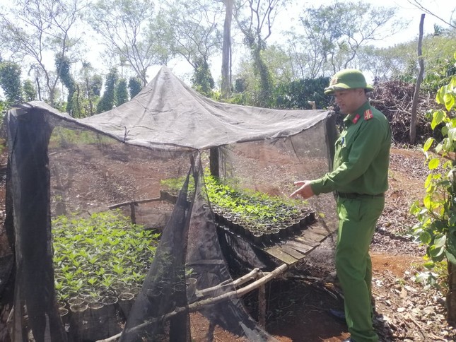 Phát hiện 'nông trại' trồng hơn 1.500 cây cần sa của hai anh em ruột ở Đắk Lắk ảnh 2