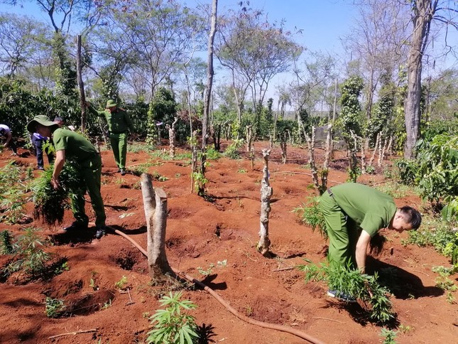 Phát hiện 'nông trại' trồng hơn 1.500 cây cần sa của hai anh em ruột ở Đắk Lắk ảnh 1