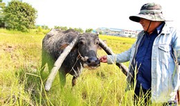 Sở hữu con trâu có cặp sừng kỳ lạ, lão nông Long An 20 năm 'hái ra tiền' ảnh 4