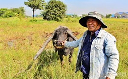 Sở hữu con trâu có cặp sừng kỳ lạ, lão nông Long An 20 năm 'hái ra tiền' ảnh 3