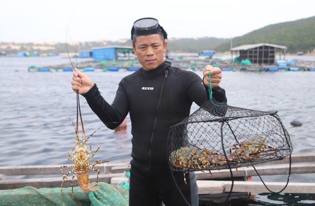 Dân nuôi tôm hùm điêu đứng vì 20 tỷ đồng 'không cánh mà bay' ảnh 2