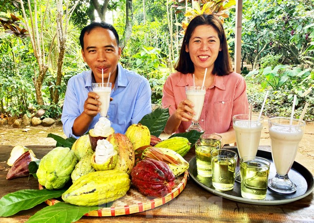 Du xuân với vườn ca cao muôn màu trên Tây Nguyên ảnh 10