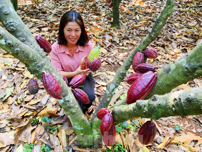 Du xuân với vườn ca cao muôn màu trên Tây Nguyên ảnh 2