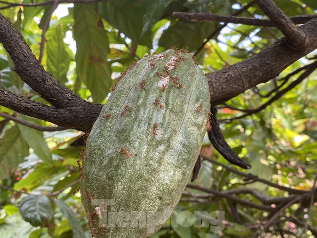 Du xuân với vườn ca cao muôn màu trên Tây Nguyên ảnh 4