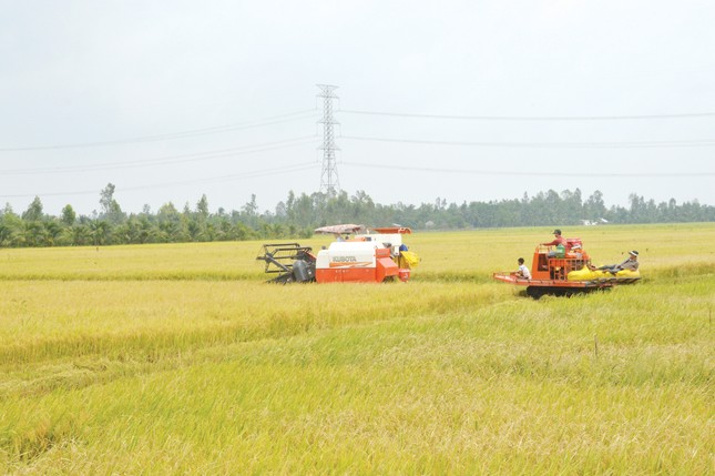 Hạt gạo ngon nhất thế giới: Làm sao giữ được ngôi Vương? ảnh 1