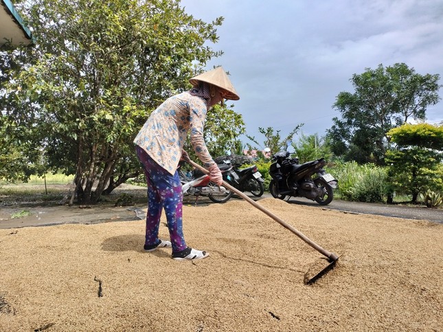 Vụ bất thường đấu thầu mua lúa giống, phân bón: Công an tiếp nhận hồ sơ ảnh 1