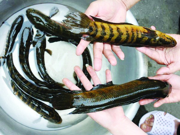 Những điều chưa biết ở chùa Tam Chúc ảnh 1