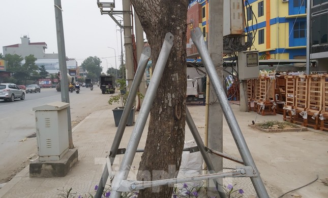 Huyện Thạch Thất nói gì về hàng ngàn cọc chống cây xanh mới làm đã gãy đổ? ảnh 1
