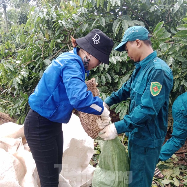 Đoàn thanh niên hỗ trợ gia đình khó khăn thu hoạch cà phê ảnh 5