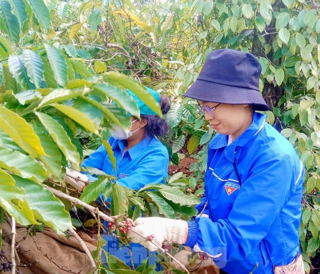 Đoàn thanh niên hỗ trợ gia đình khó khăn thu hoạch cà phê ảnh 2