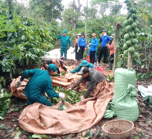 Đoàn thanh niên hỗ trợ gia đình khó khăn thu hoạch cà phê ảnh 3