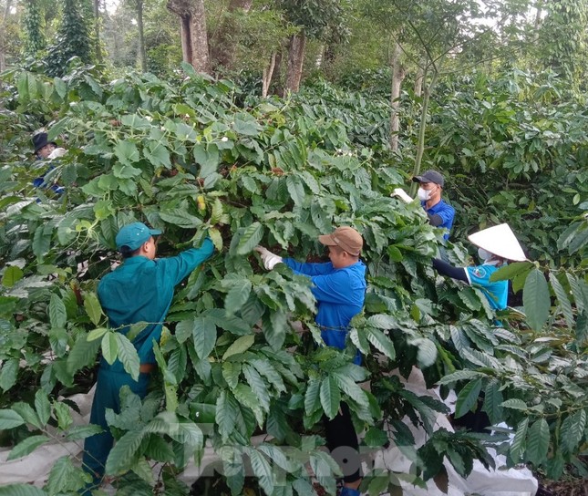 Đoàn thanh niên hỗ trợ gia đình khó khăn thu hoạch cà phê ảnh 6