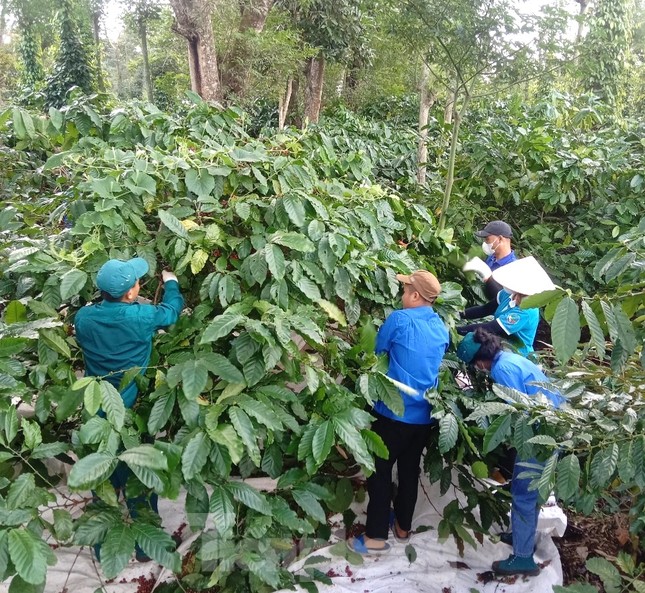 Đoàn thanh niên hỗ trợ gia đình khó khăn thu hoạch cà phê ảnh 1