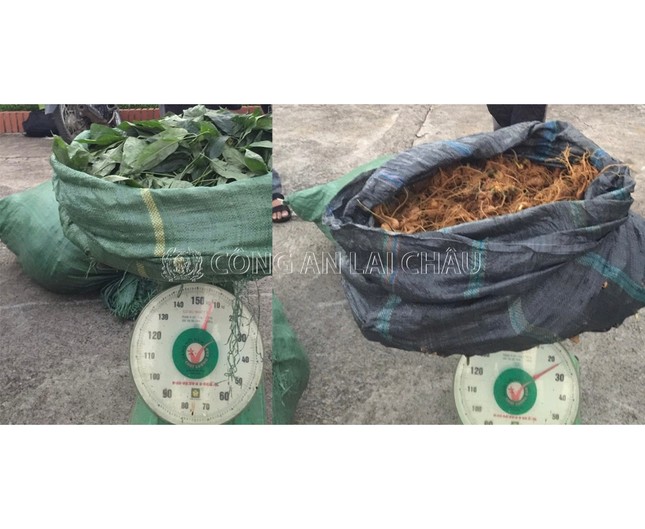 Nhập hơn 100kg sâm 'đểu' về gắn mác sâm Lai Châu bán giá cao ảnh 1