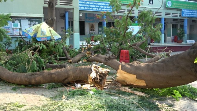 Phượng vỹ nguy hiểm dễ gãy, đổ nhánh: Sao còn trồng trong sân trường? ảnh 1